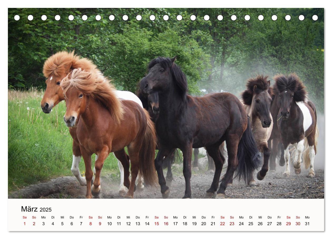 Bild: 9783435394975 | Isländer - icelandic horses (Tischkalender 2025 DIN A5 quer),...