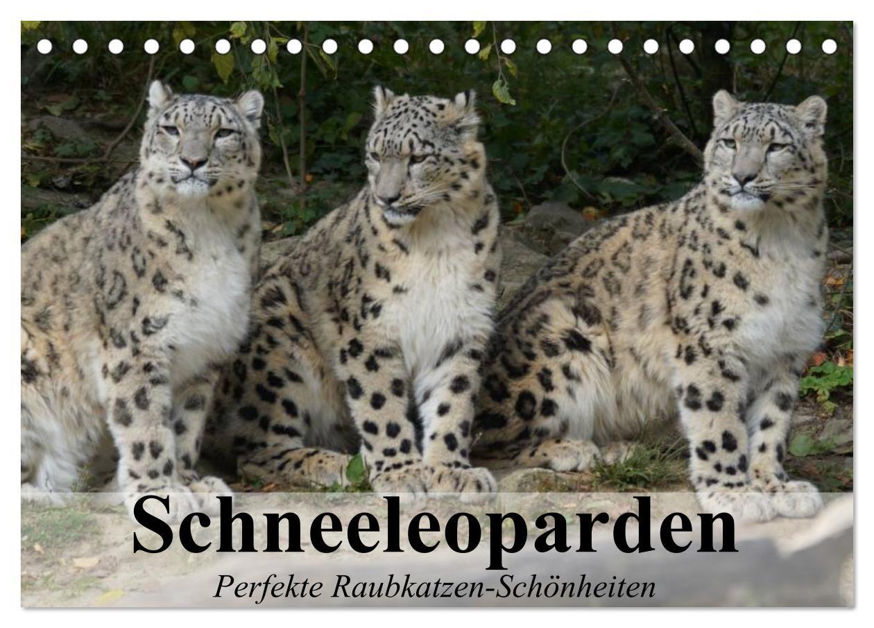 Cover: 9783435520015 | Schneeleoparden. Perfekte Raubkatzen-Schönheiten (Tischkalender...