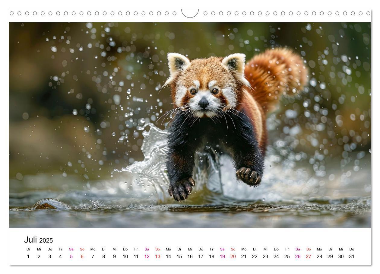 Bild: 9783457137185 | Der Rote Panda (Wandkalender 2025 DIN A3 quer), CALVENDO...