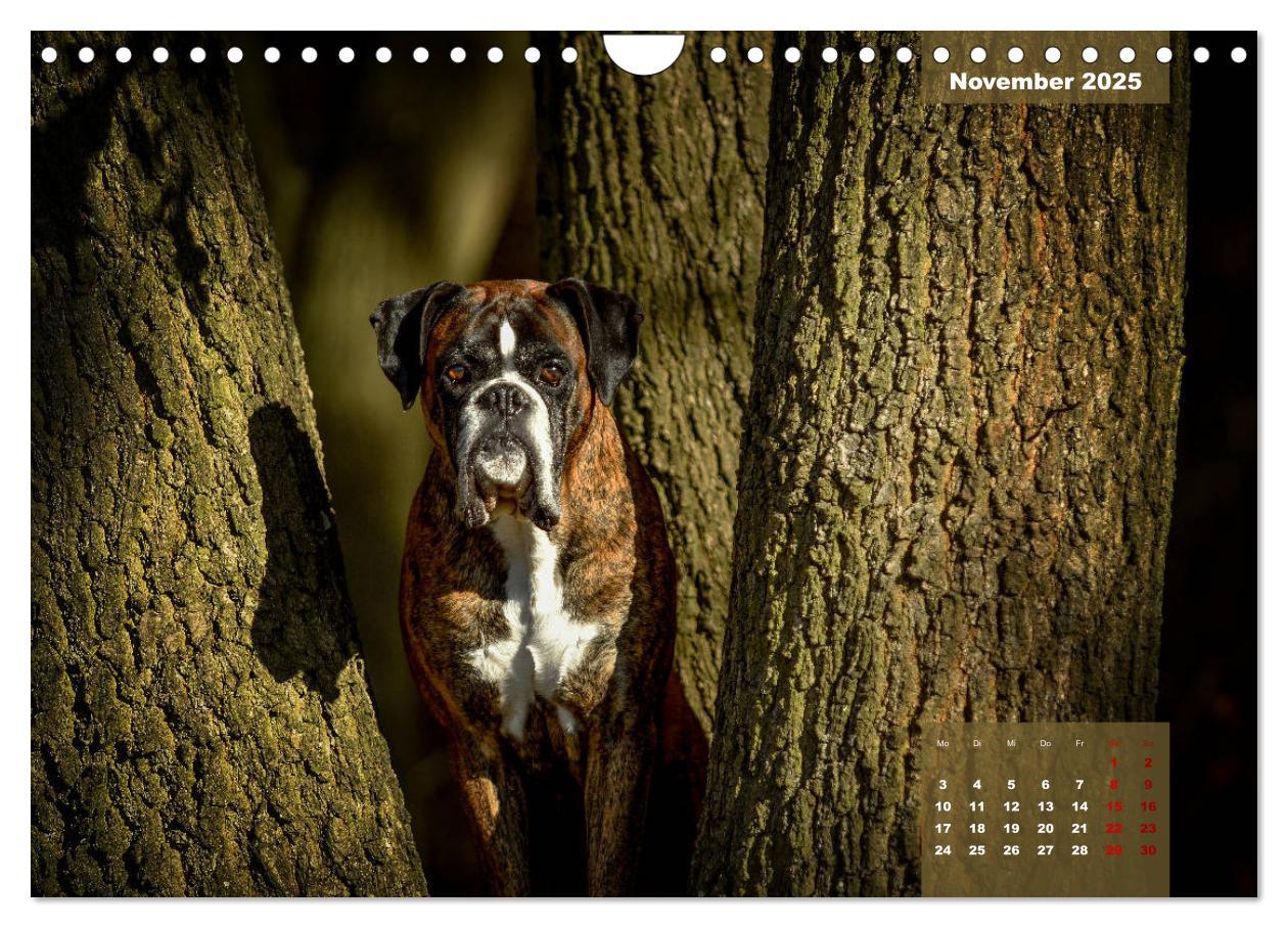 Bild: 9783435110896 | Boxer Frech und fröhlich durch das Jahr (Wandkalender 2025 DIN A4...