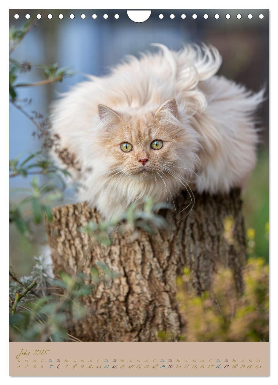 Bild: 9783435892020 | Plüschige Katzen im Garten (Wandkalender 2025 DIN A4 hoch),...