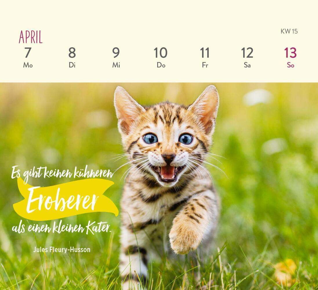 Bild: 4036442011935 | Mini-Wochenkalender 2025: Für Katzenfreunde | Groh Verlag | Kalender