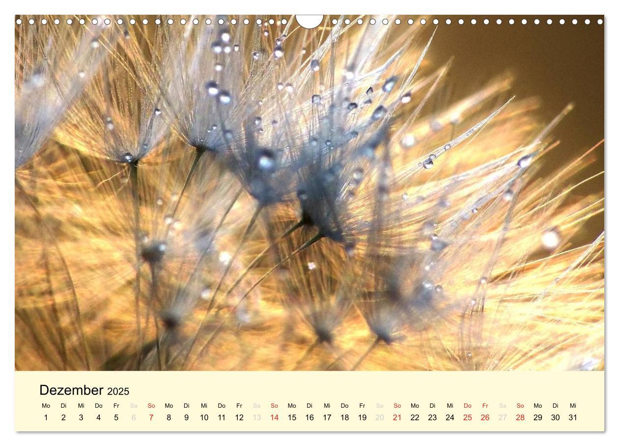 Bild: 9783435746620 | Naturjuwel Pusteblume (Wandkalender 2025 DIN A3 quer), CALVENDO...