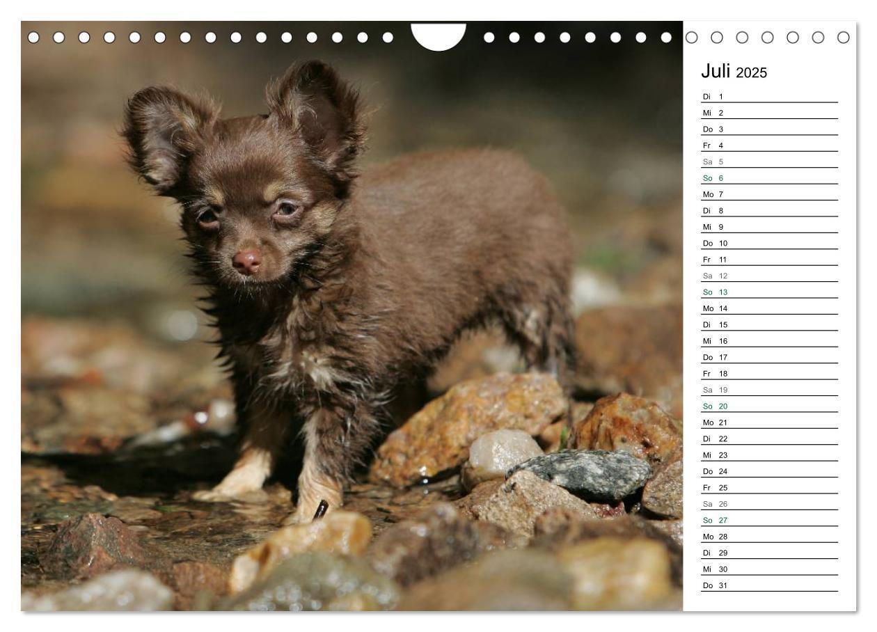 Bild: 9783435557295 | Chihuahuas - kleine Herzensbrecher (Wandkalender 2025 DIN A4 quer),...