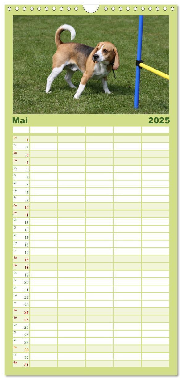 Bild: 9783457124727 | Familienplaner 2025 - Beagle mit 5 Spalten (Wandkalender, 21 x 45...