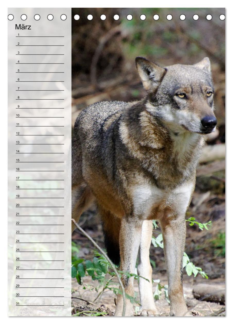 Bild: 9783435882335 | Der Wolf - Isegrim in den heimischen Wäldern - Kalender 2025...