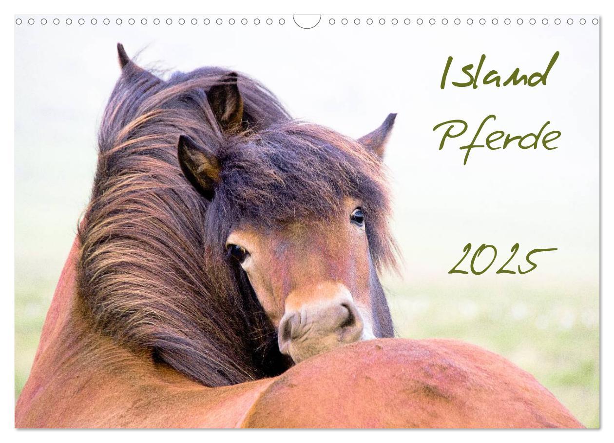 Cover: 9783435831418 | Islandpferde (Wandkalender 2025 DIN A3 quer), CALVENDO Monatskalender