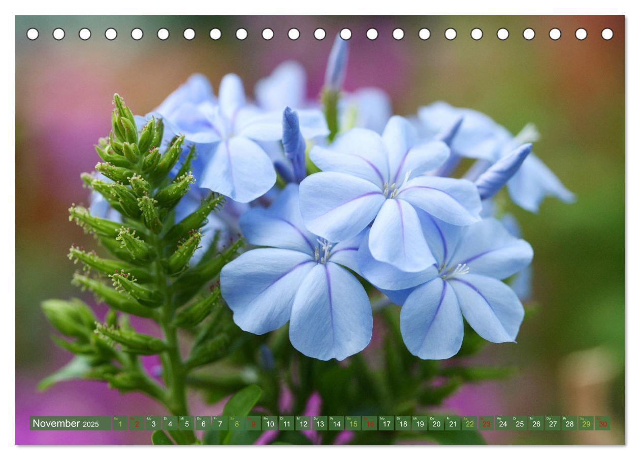 Bild: 9783383761072 | Blütenwunder - Mit Blumen durchs ganze Gartenjahr (Tischkalender...