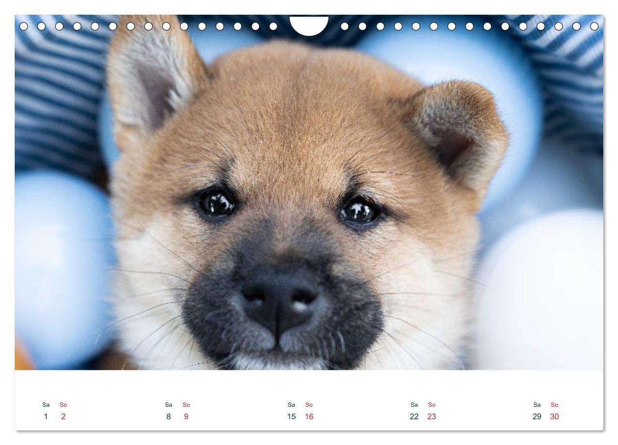 Bild: 9783457234167 | Shiba Inu - mutig, treu, selbstbewusst (Wandkalender 2025 DIN A4...