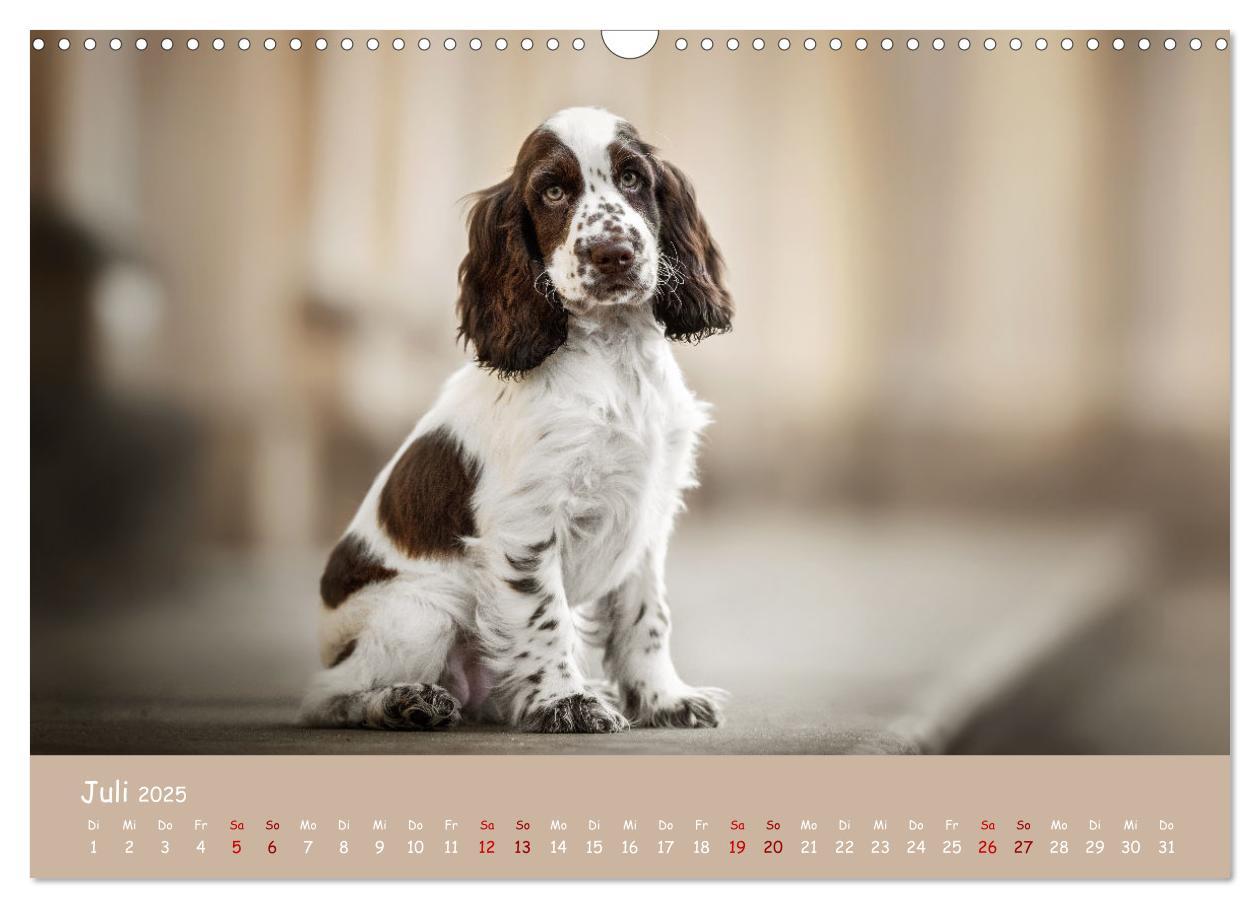 Bild: 9783383960314 | Englischer Cocker Spaniel (Wandkalender 2025 DIN A3 quer), CALVENDO...