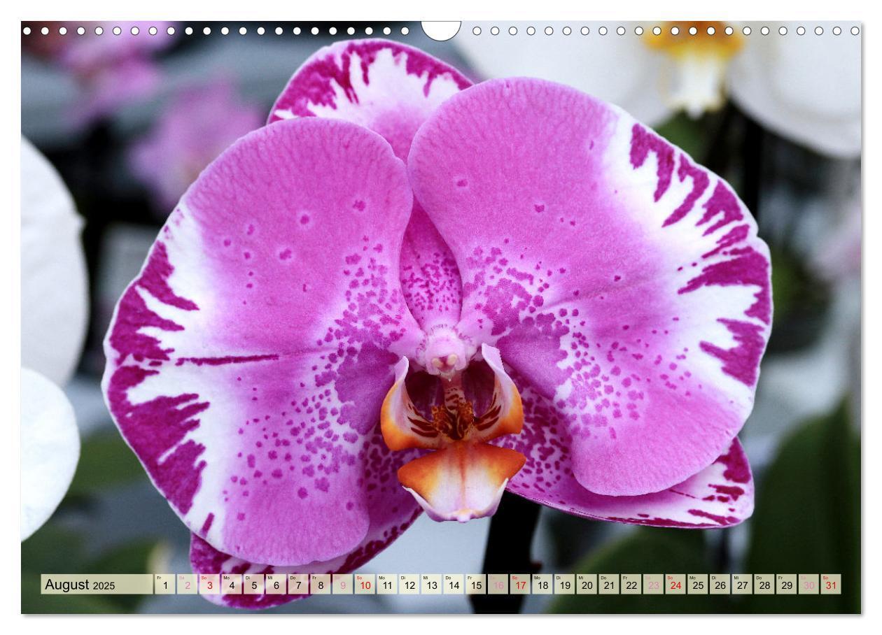 Bild: 9783383765087 | Beliebte Orchideen (Wandkalender 2025 DIN A3 quer), CALVENDO...