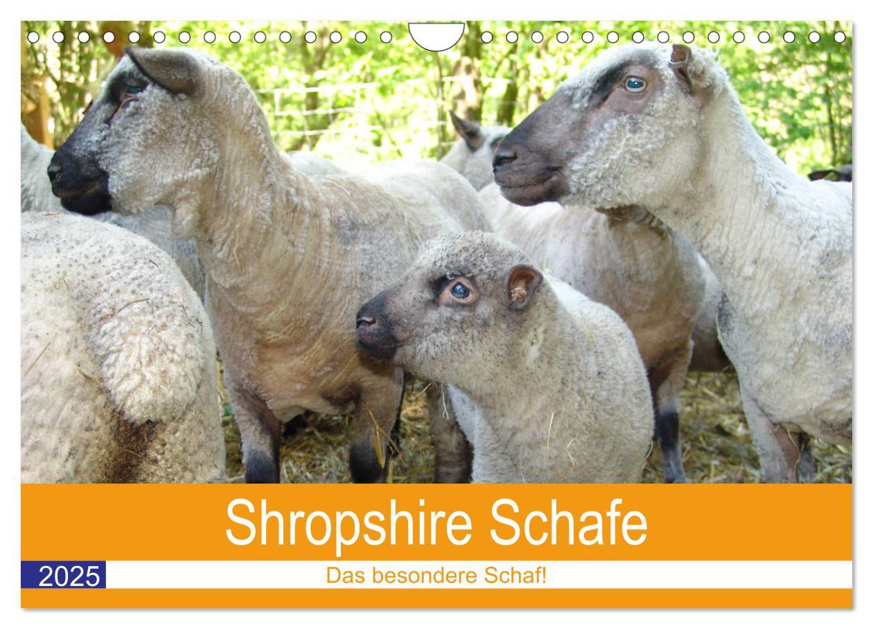 Cover: 9783435249985 | Shropshire Schafe (Wandkalender 2025 DIN A4 quer), CALVENDO...