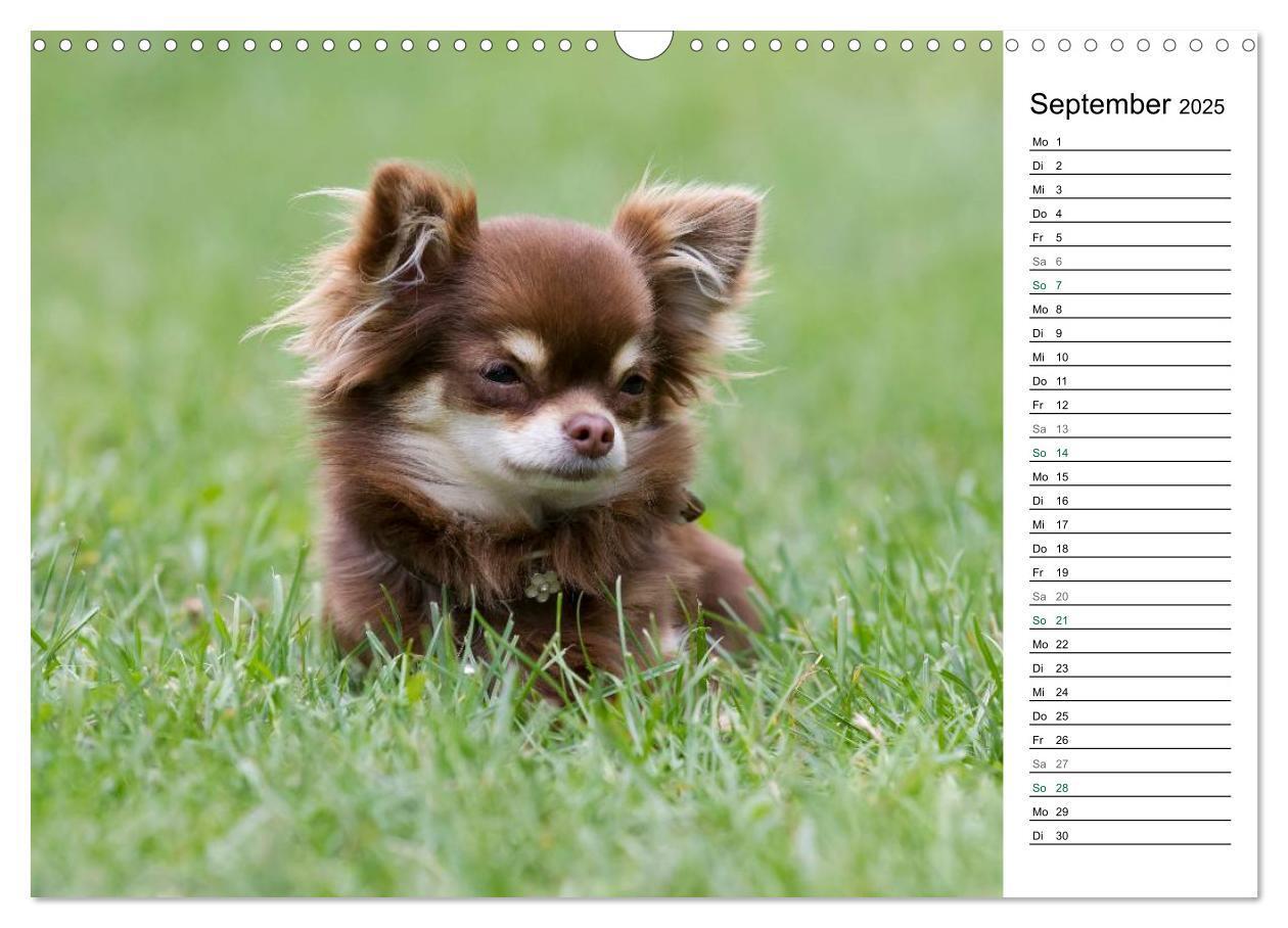 Bild: 9783435556786 | Chihuahuas - kleine Herzensbrecher (Wandkalender 2025 DIN A3 quer),...