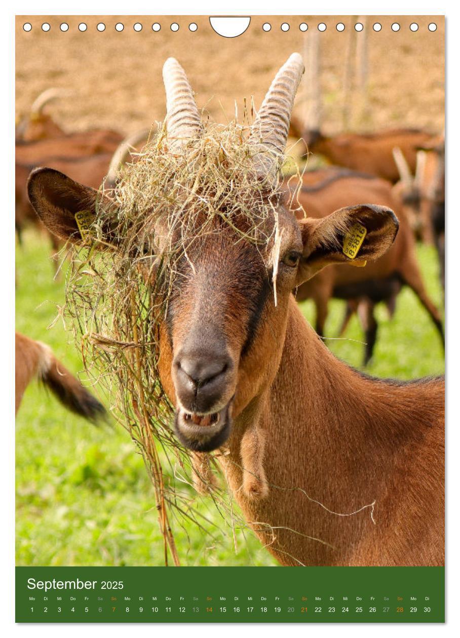 Bild: 9783435925506 | Ziegen - liebenswerte Sturköpfe (Wandkalender 2025 DIN A4 hoch),...