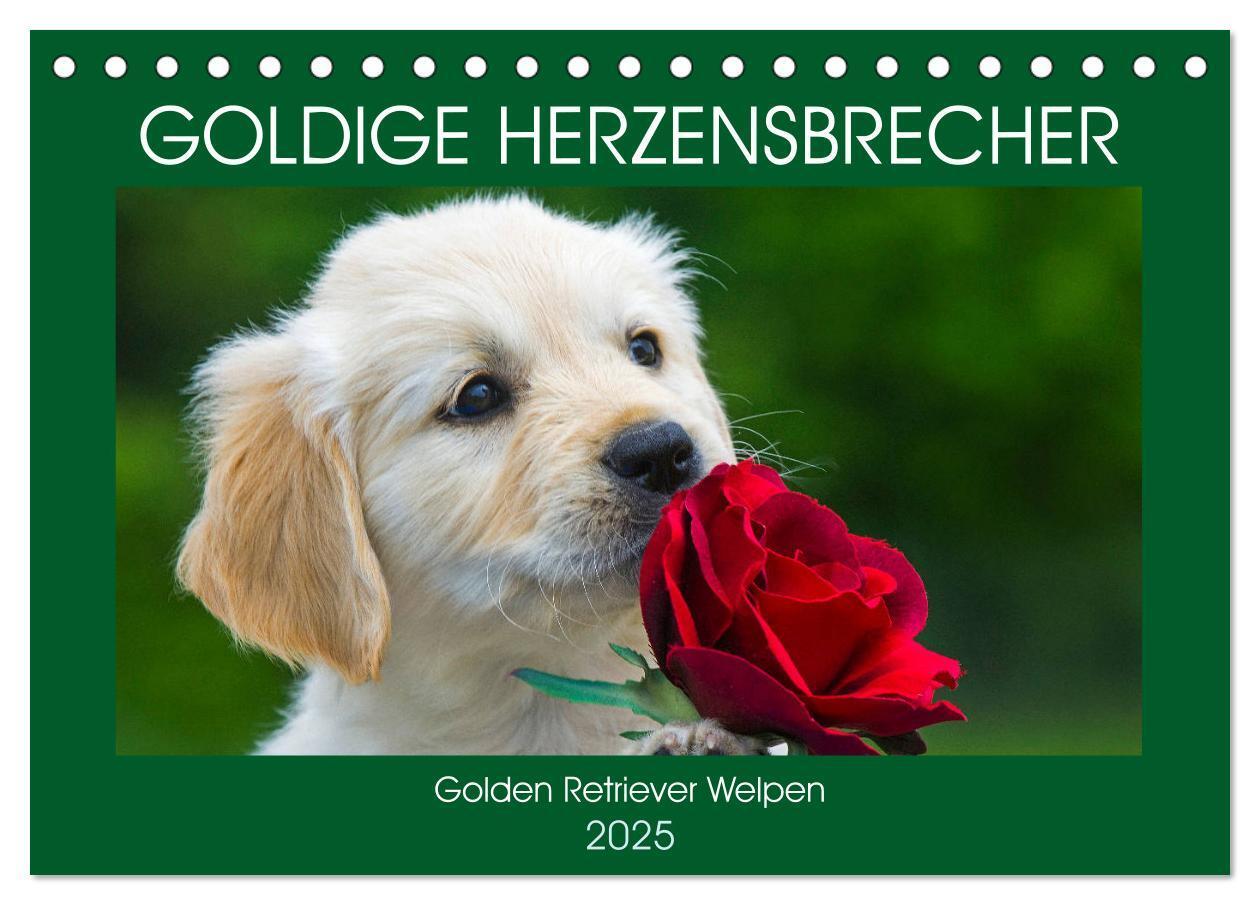 Cover: 9783435212903 | Goldige Herzensbrecher - Golden Retriever Welpen (Tischkalender...