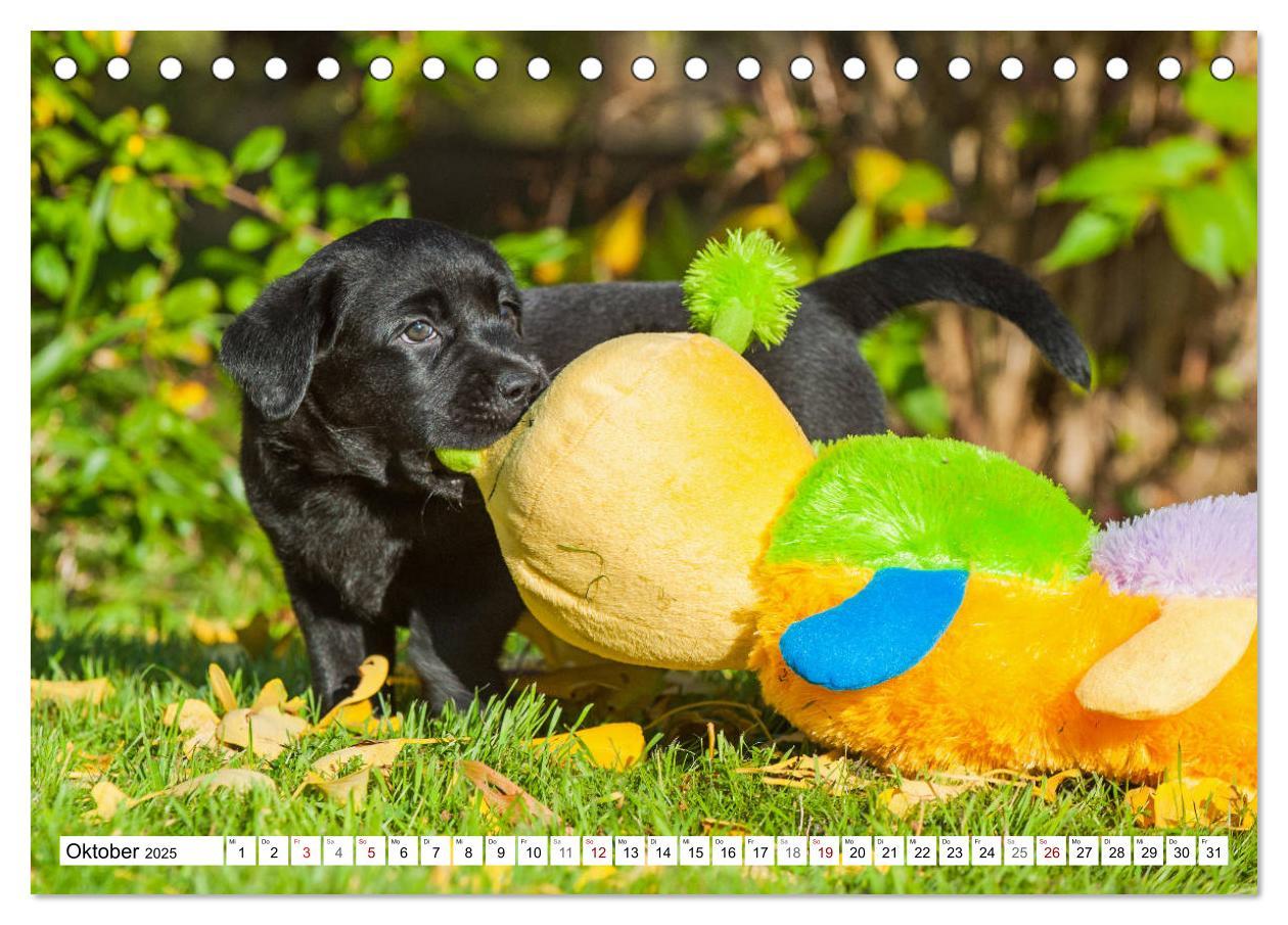 Bild: 9783435311774 | Freund auf 4 Pfoten - Labrador Retriever (Tischkalender 2025 DIN A5...