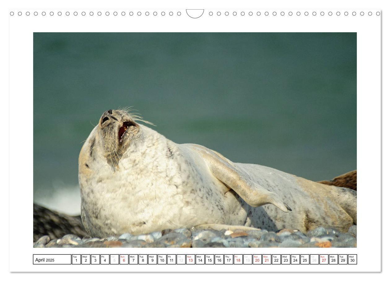 Bild: 9781325938506 | Seals on the Beach (Wall Calendar 2025 DIN A3 landscape), CALVENDO...