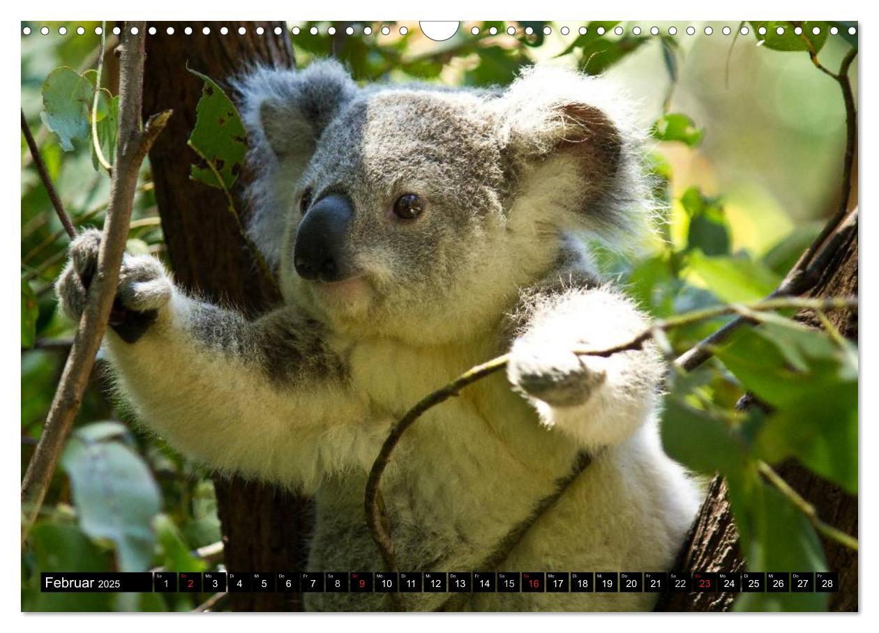 Bild: 9783435725786 | Australiens Tierwelt (Wandkalender 2025 DIN A3 quer), CALVENDO...