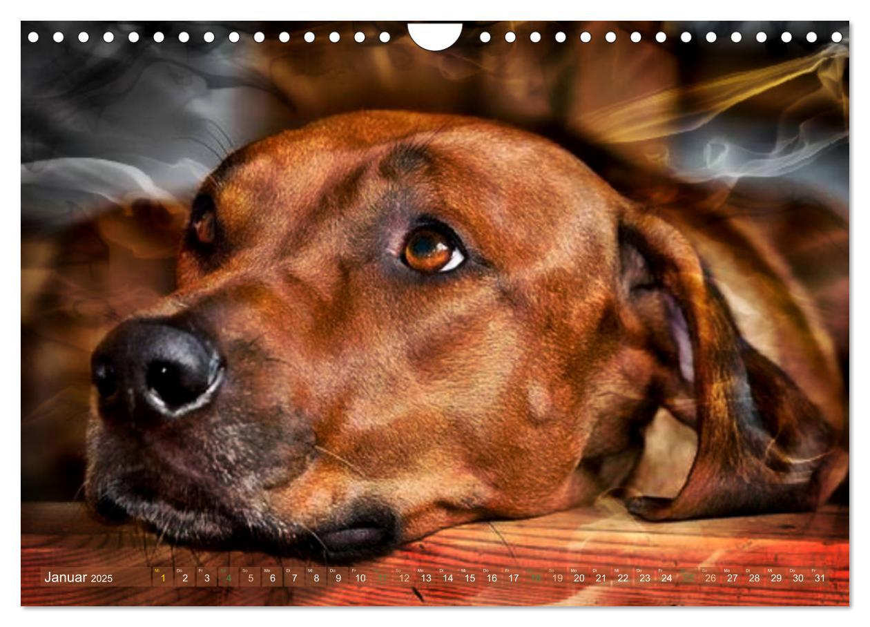 Bild: 9783435369614 | Rhodesian Ridgeback - Moments (Wandkalender 2025 DIN A4 quer),...