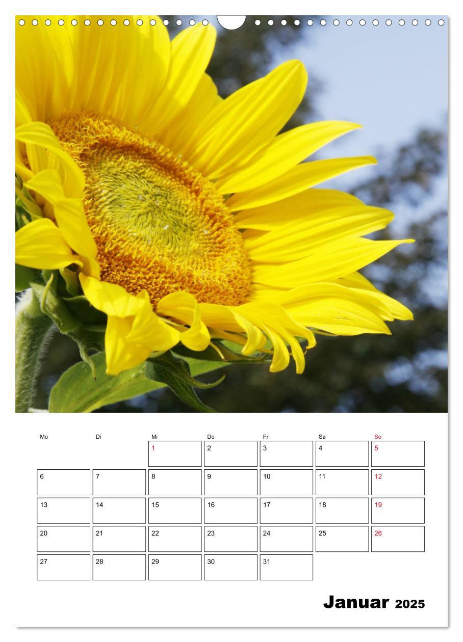 Bild: 9783435970483 | Leuchtende Sonnenblumen (Wandkalender 2025 DIN A3 hoch), CALVENDO...