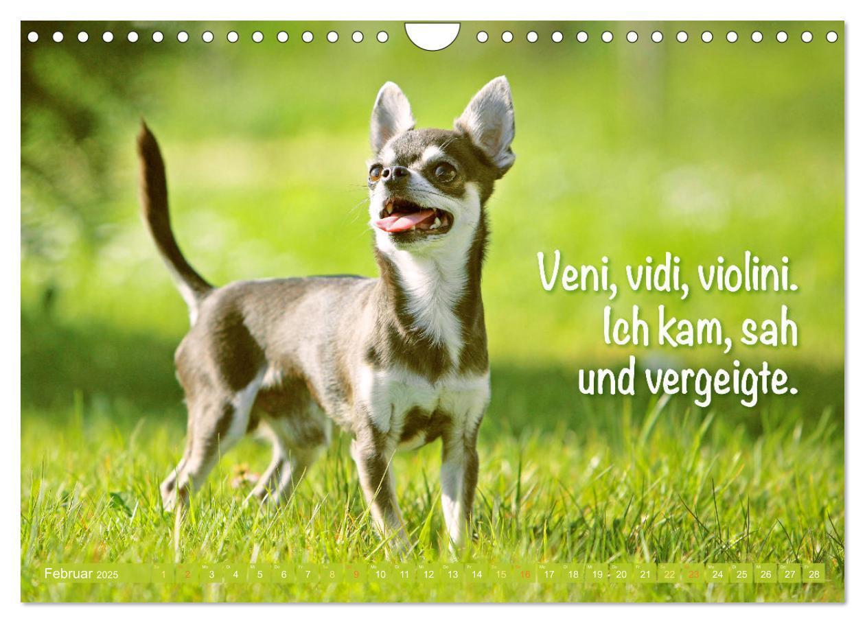 Bild: 9783457199787 | Chihuahua: Kleine Hunde, aber oho (Wandkalender 2025 DIN A4 quer),...