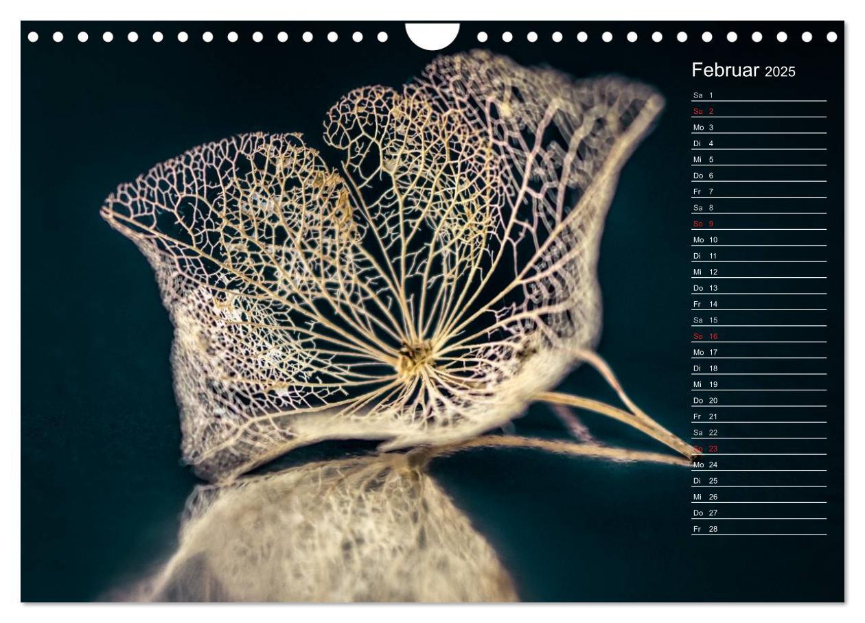 Bild: 9783435507412 | Die Hortensie und ihre vielen Gesichter (Wandkalender 2025 DIN A4...