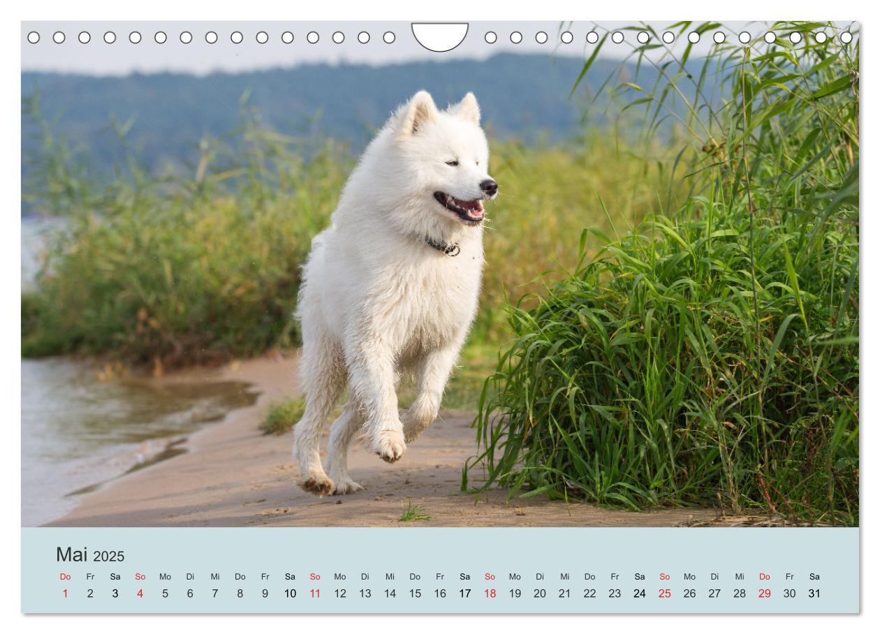 Bild: 9783435477586 | Samojeden - Liebenswerte Fellkugeln (Wandkalender 2025 DIN A4...