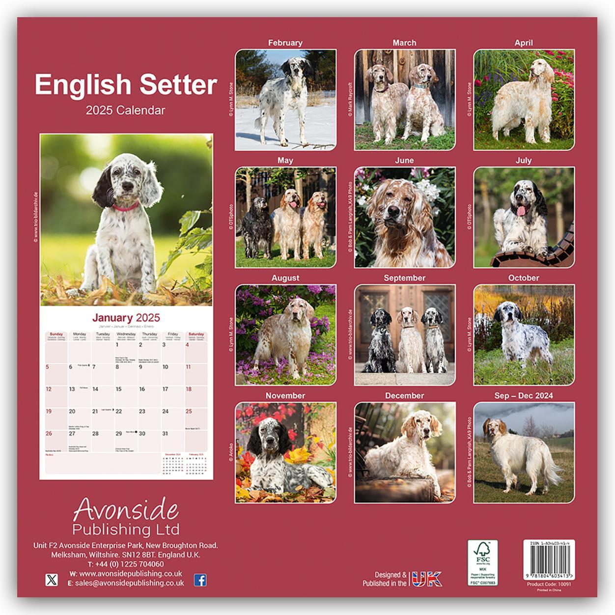 Rückseite: 9781804603413 | English Setter - Englisch Setter 2025 - 16-Monatskalender | Ltd | 2025