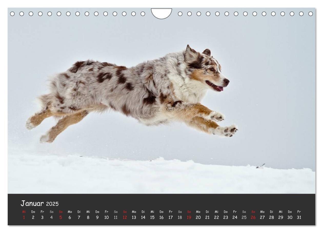 Bild: 9783435582686 | Australian Shepherd - Augenblicke (Wandkalender 2025 DIN A4 quer),...