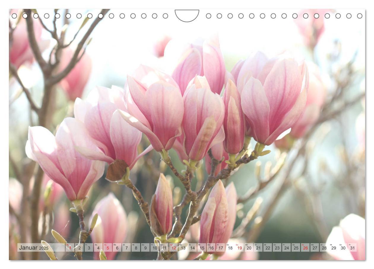 Bild: 9783435240357 | Magnolien Ein Blütenrausch (Wandkalender 2025 DIN A4 quer),...