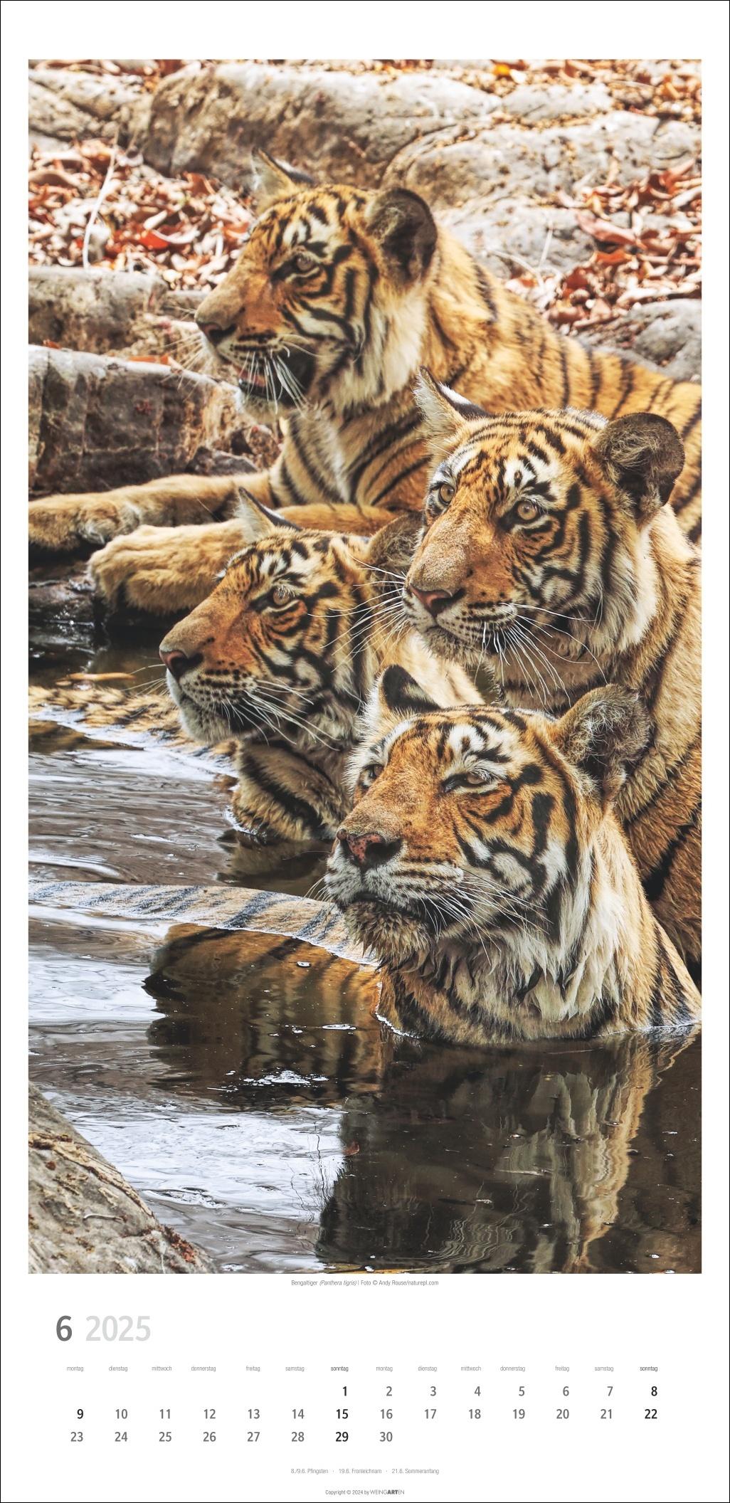 Bild: 9783839900239 | Big Cats Kalender 2025 | Kalender | Tierkalender Weingarten | 14 S.