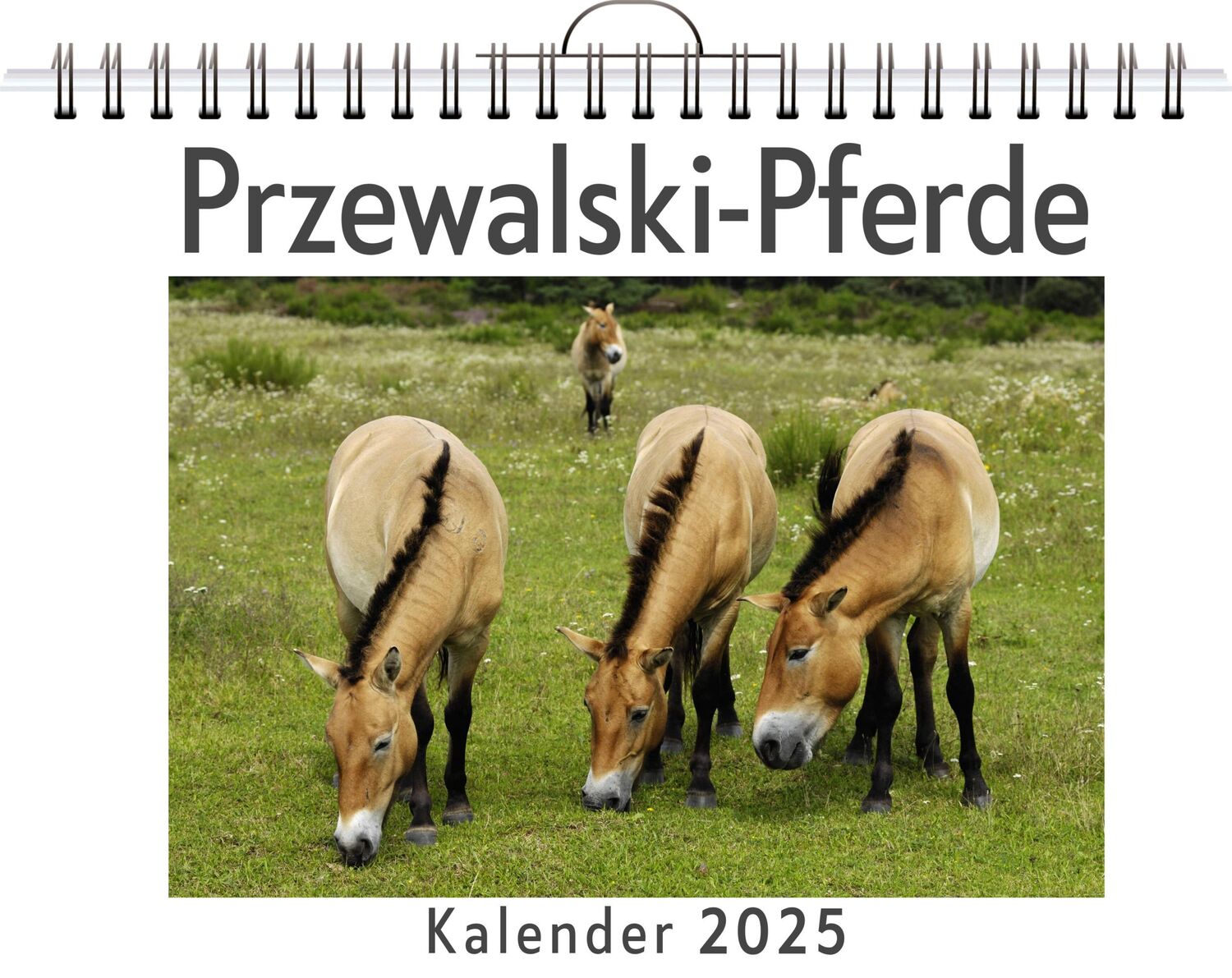 Cover: 9783759120335 | Przewalski-Pferde | Elias Münch | Kalender | Kalender | 14 S.