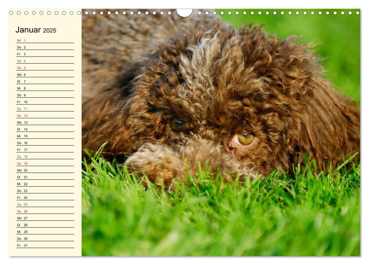 Bild: 9783435544912 | Lagotto Romagnolo - Italienischer Trüffelhund (Wandkalender 2025...