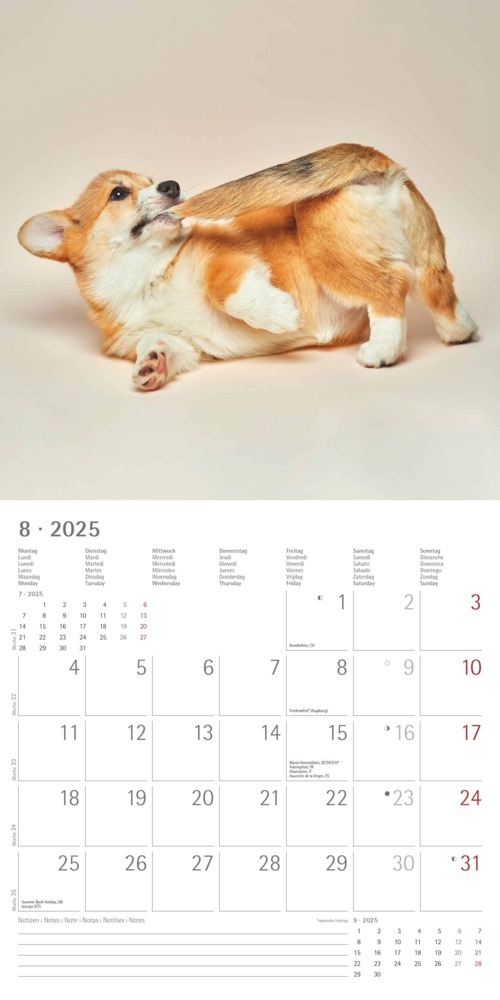 Bild: 4251732340810 | Alpha Edition - Funny Dogs 2025 Broschürenkalender, 30x30cm,...