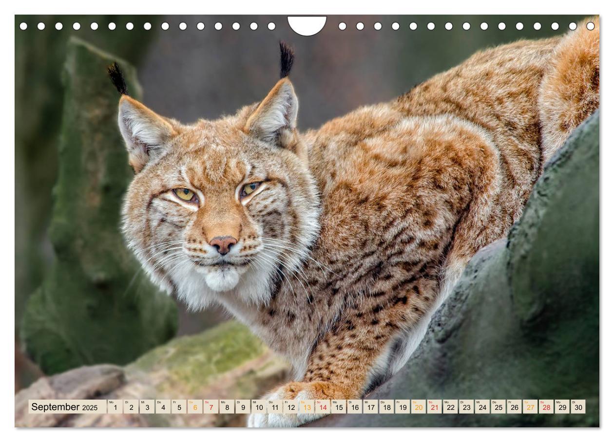 Bild: 9783435118601 | Raubkatze Luchs (Wandkalender 2025 DIN A4 quer), CALVENDO...