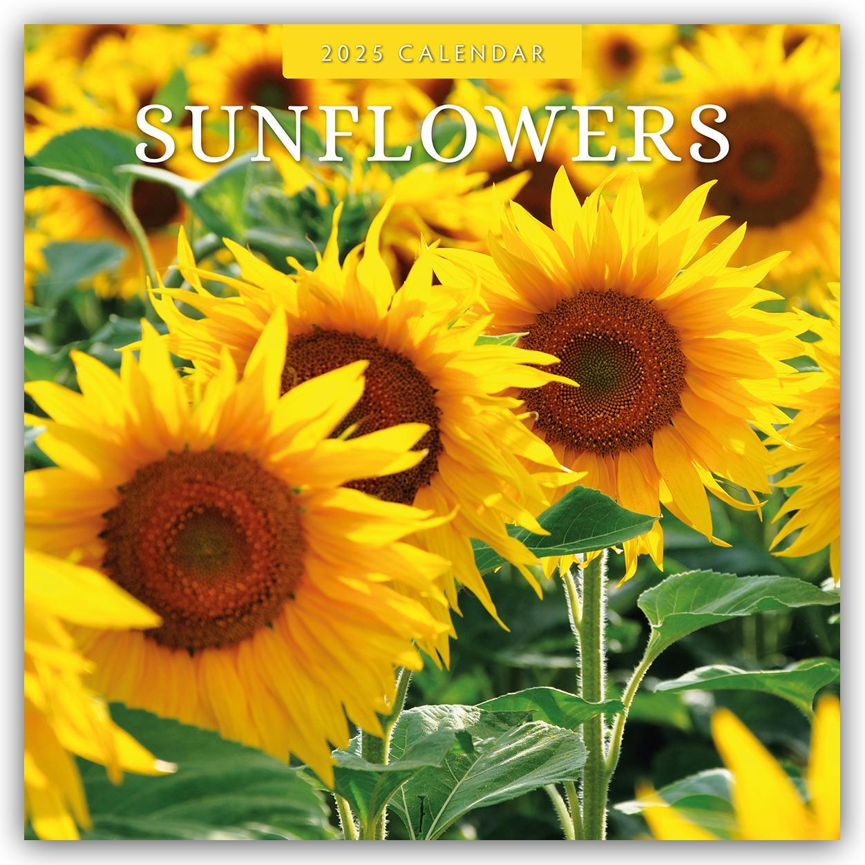 Cover: 9781804425664 | Sunflowers - Sonnenblumen 2025 - 16-Monatskalender | Robin Red | 16 S.