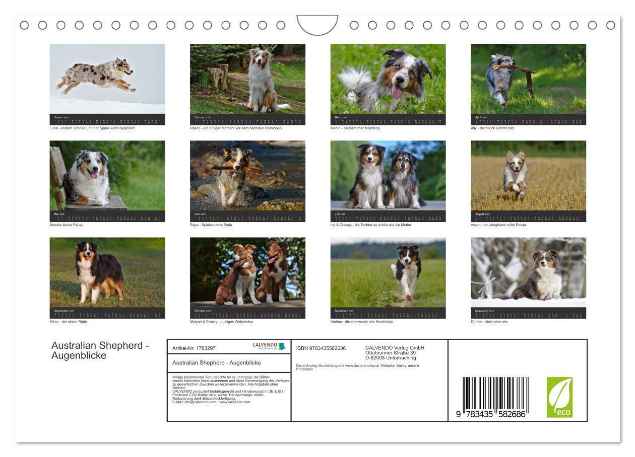 Bild: 9783435582686 | Australian Shepherd - Augenblicke (Wandkalender 2025 DIN A4 quer),...