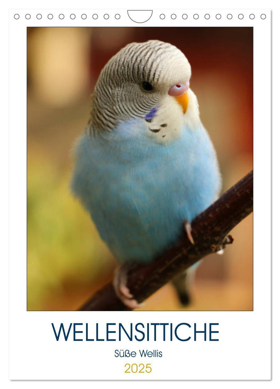 Cover: 9783435987580 | WELLENSITTICHE - Süße Wellis (Wandkalender 2025 DIN A4 hoch),...