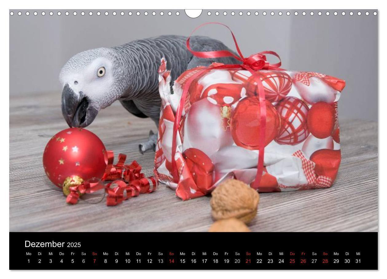 Bild: 9783435626168 | Graupapageien zum Verlieben (Wandkalender 2025 DIN A3 quer),...