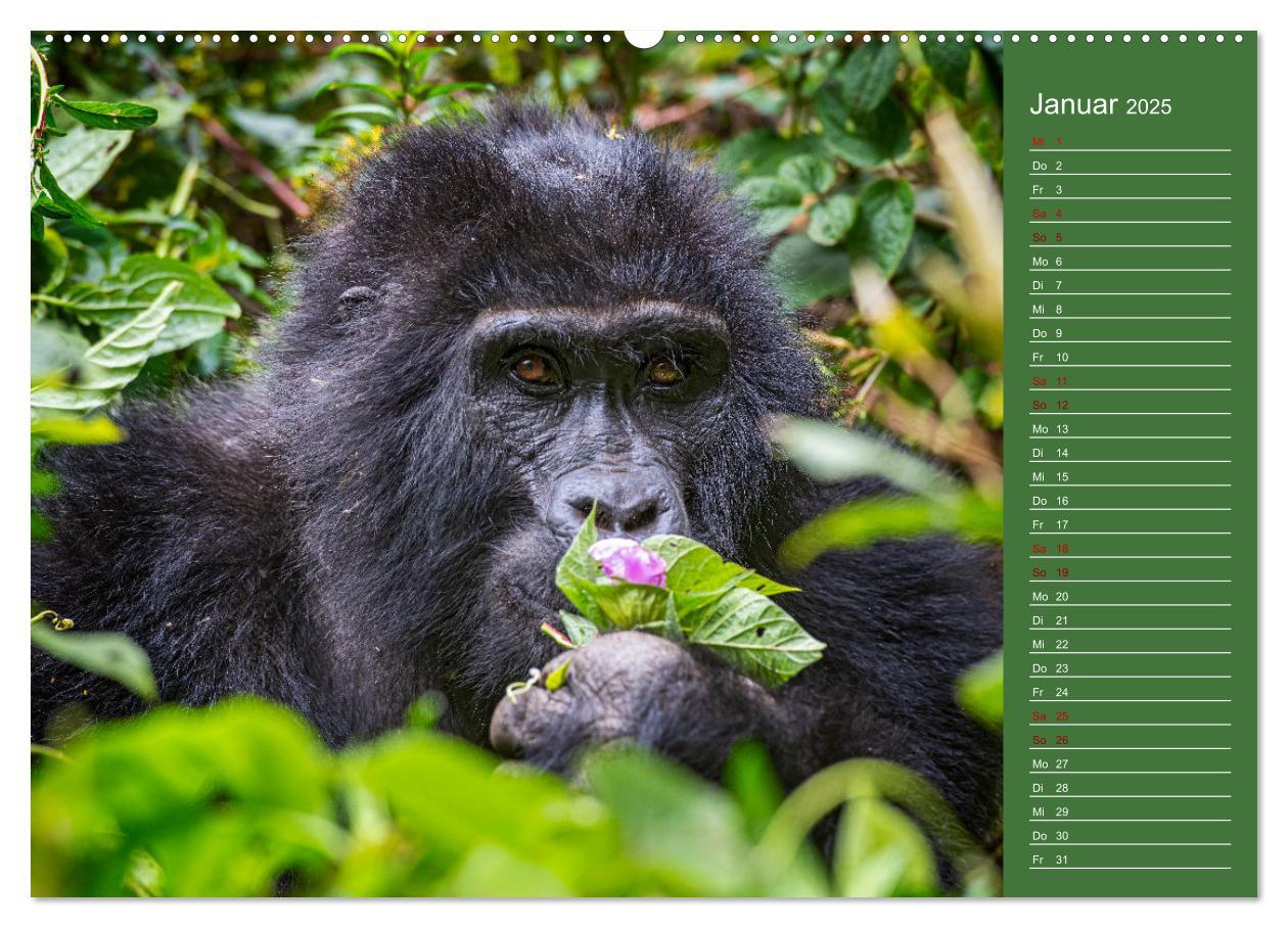 Bild: 9783383973697 | UGANDA - Perle Afrikas (Wandkalender 2025 DIN A2 quer), CALVENDO...