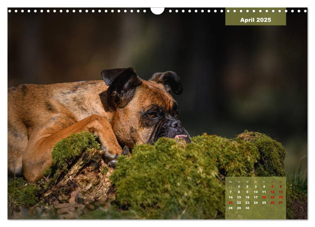 Bild: 9783435110667 | Boxer Frech und fröhlich durch das Jahr (Wandkalender 2025 DIN A3...