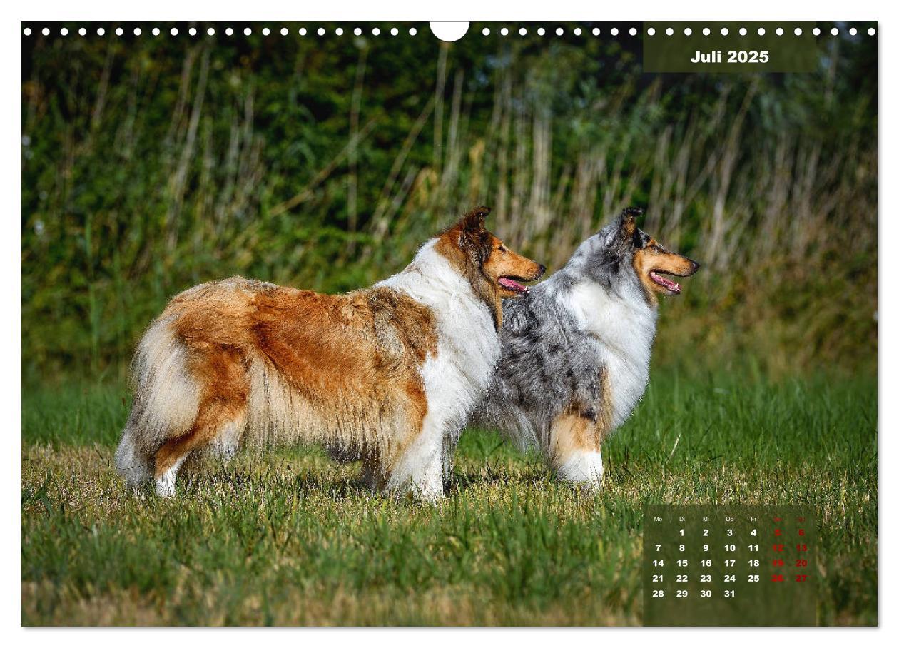 Bild: 9783435110629 | Typisch Collie (Wandkalender 2025 DIN A3 quer), CALVENDO...