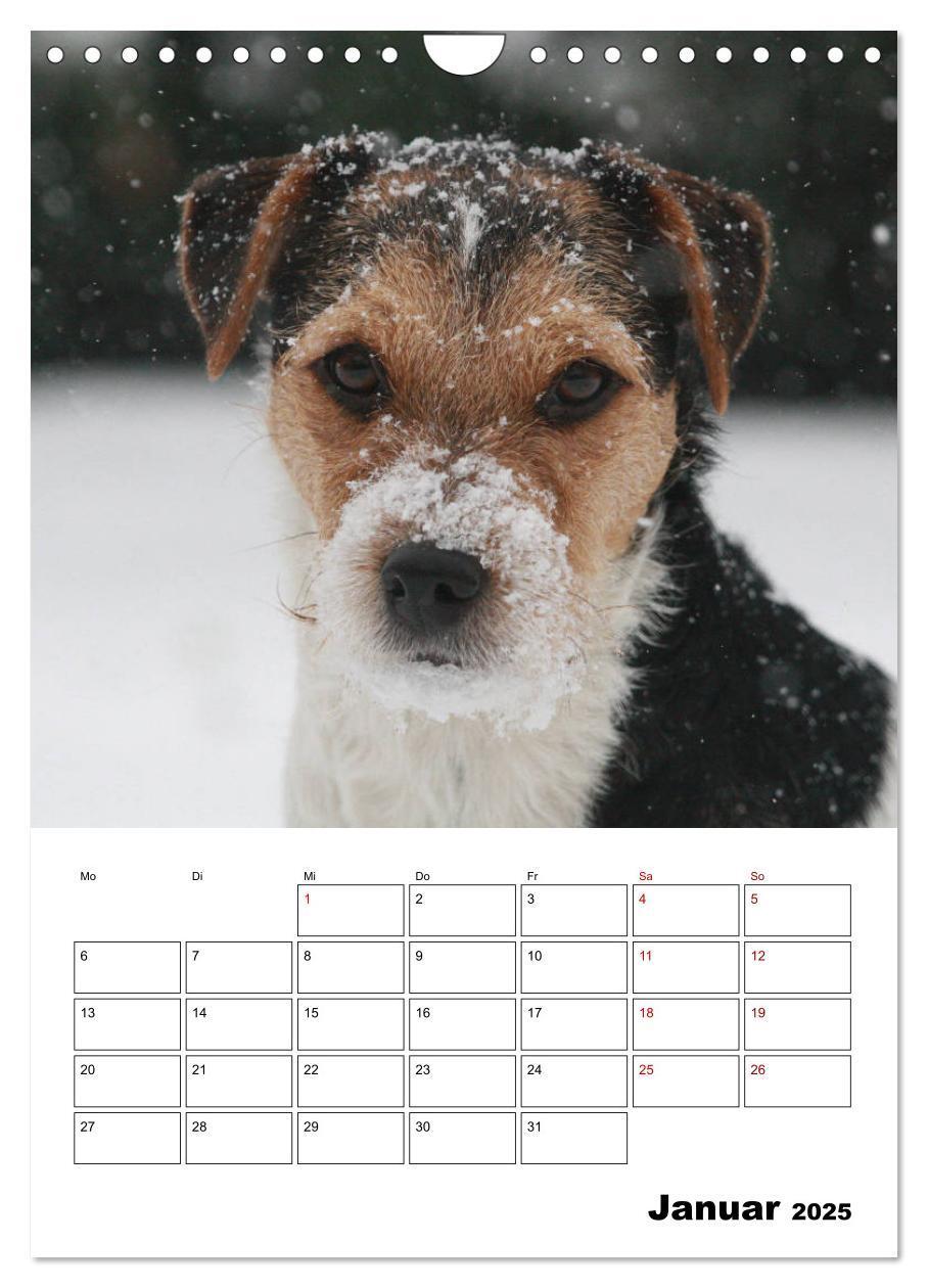 Bild: 9783435996063 | Tender Fellows - Parson Russell Terrier (Wandkalender 2025 DIN A4...