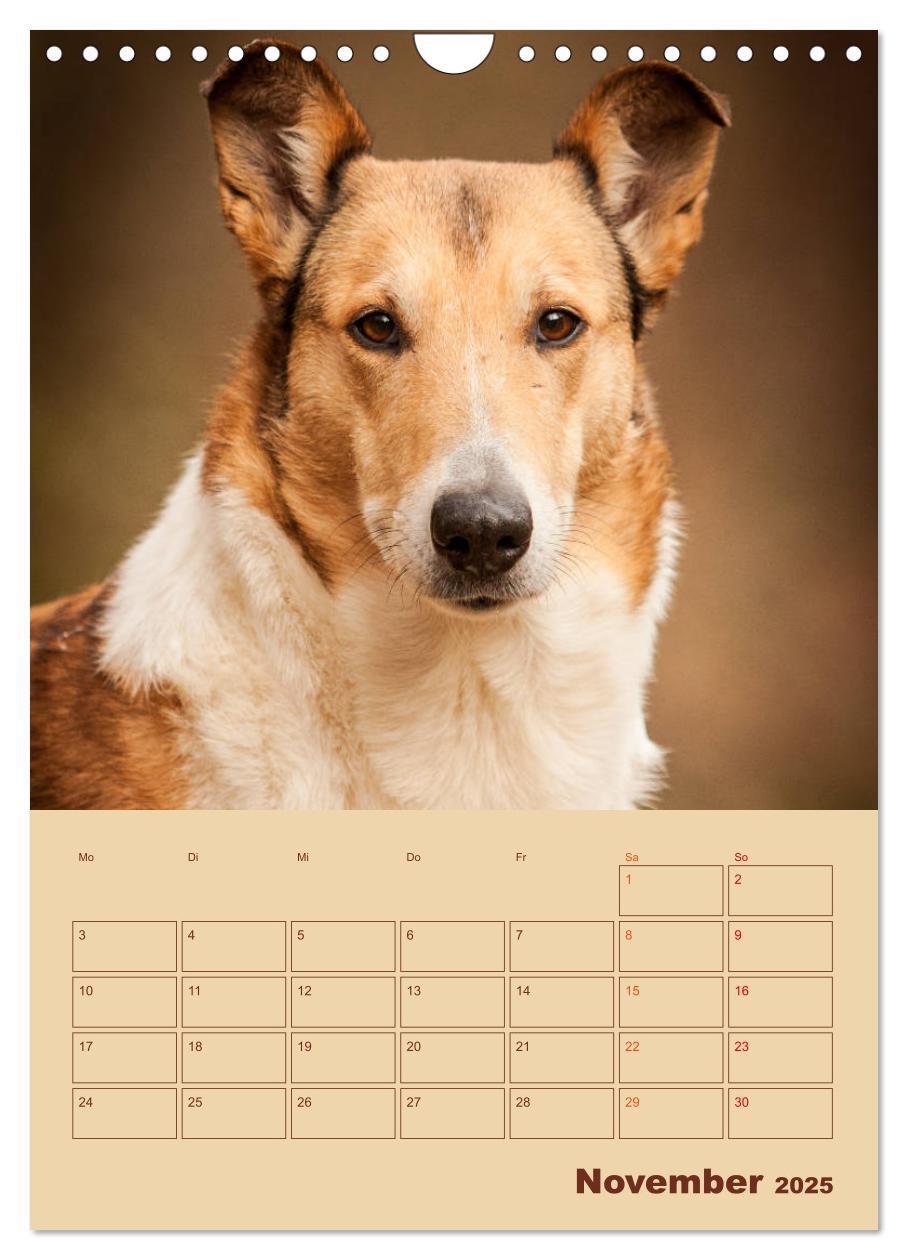 Bild: 9783457052280 | Kurzhaarcollies (Wandkalender 2025 DIN A4 hoch), CALVENDO...