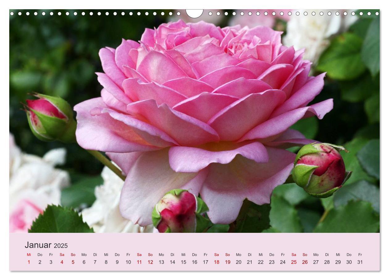 Bild: 9783435453221 | Rosen Reigen im Garten (Wandkalender 2025 DIN A3 quer), CALVENDO...