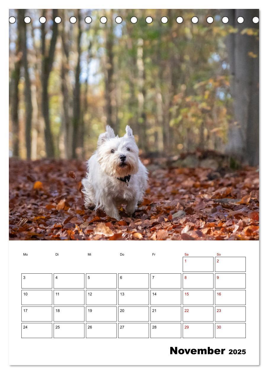 Bild: 9783435882779 | West Highland White Terrier - Herzensbrecher auf vier Pfoten...