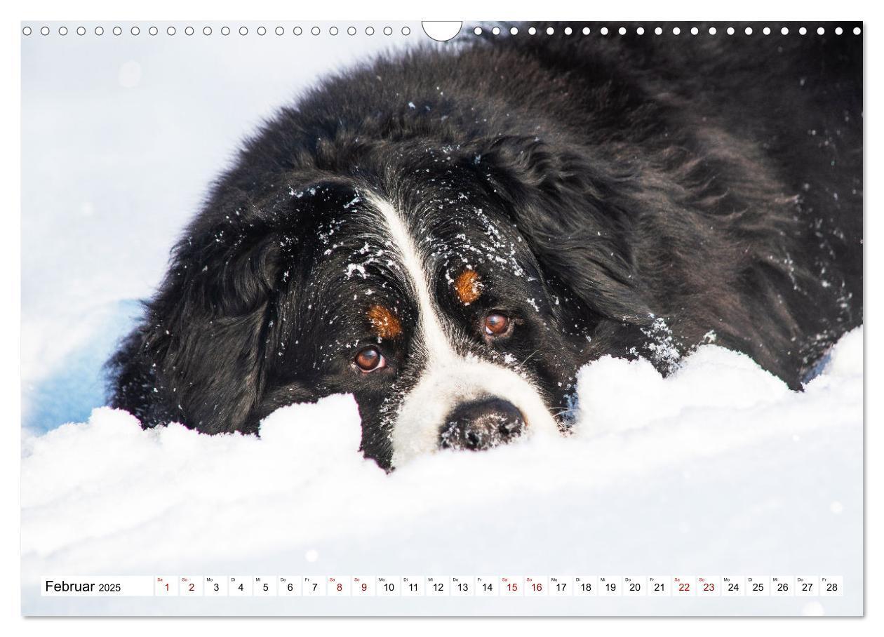 Bild: 9783383924972 | Berner Sennenhund - Eine Liebe für´s Leben (Wandkalender 2025 DIN...