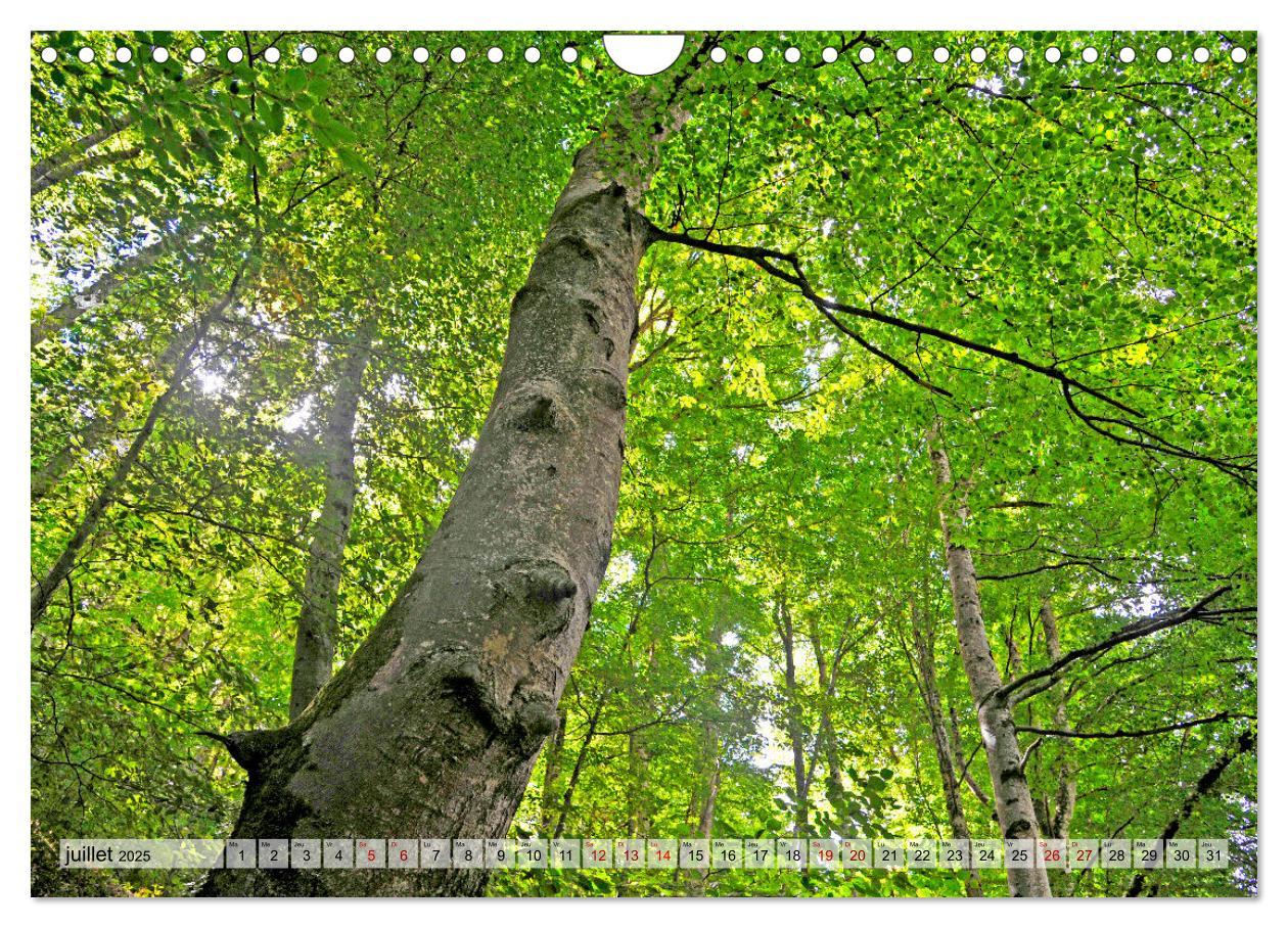 Bild: 9781325938544 | Au c¿ur de la forêt (Calendrier mural 2025 DIN A4 vertical),...