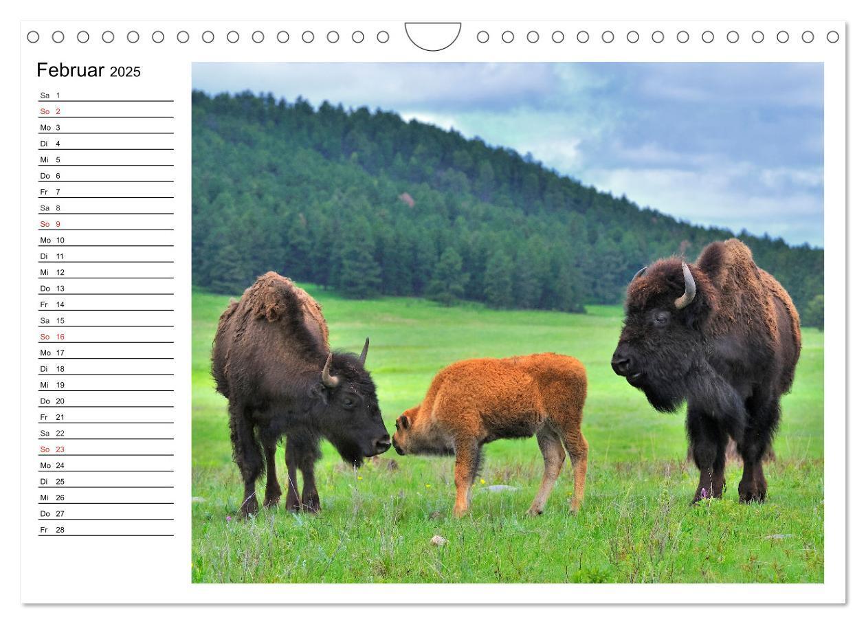 Bild: 9783435537174 | Der nordamerikanische Bison (Wandkalender 2025 DIN A4 quer),...