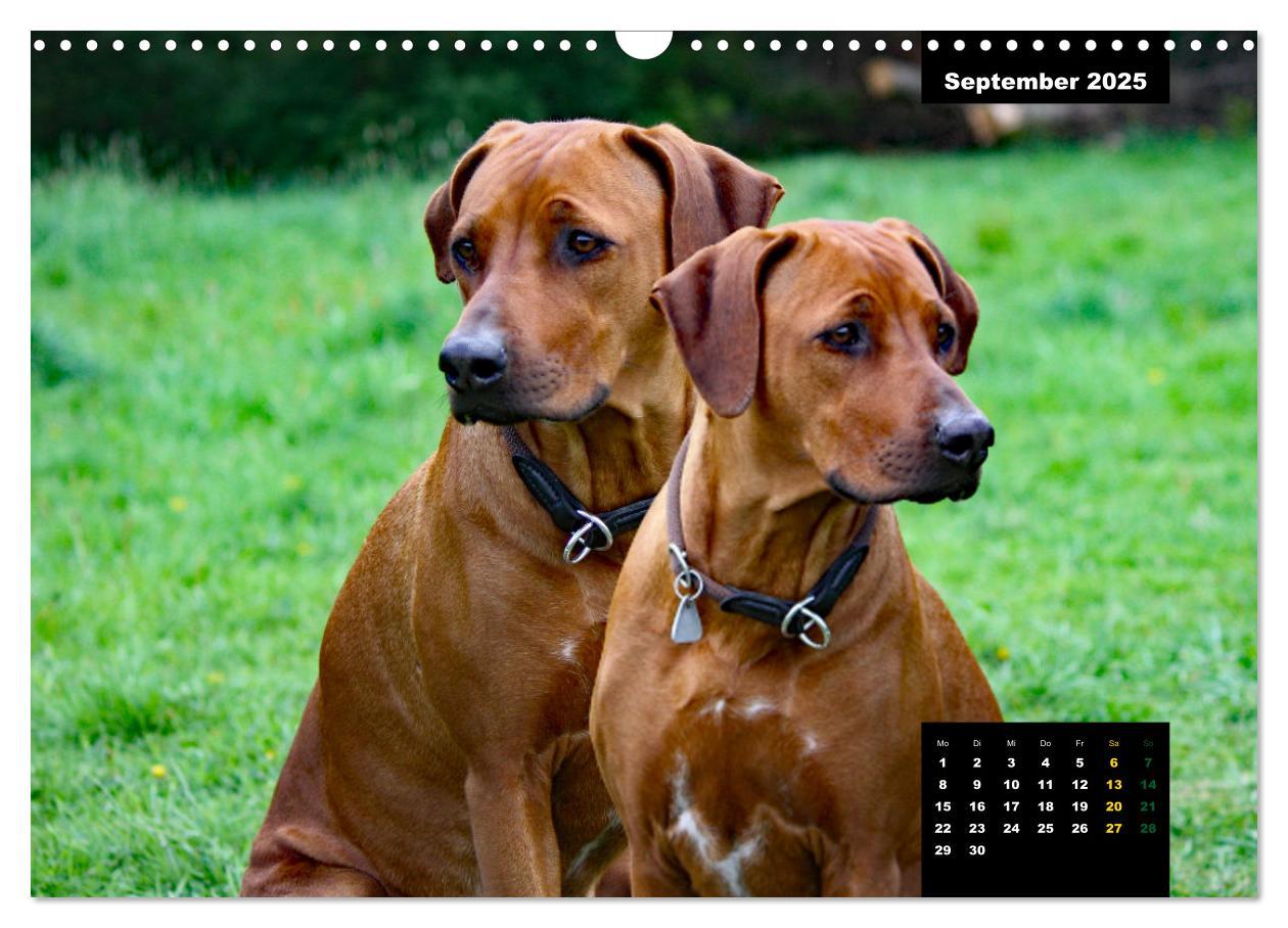 Bild: 9783383939457 | Rhodesian Ridgeback, Charmante Herzensbrecher (Wandkalender 2025...